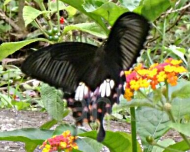 Common Mormon Mumbai's Butterfly